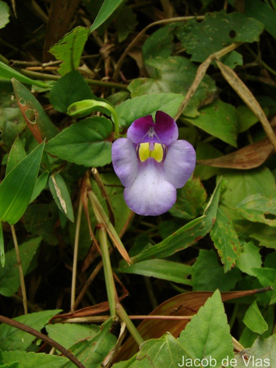 Torenia travancorica Gamble